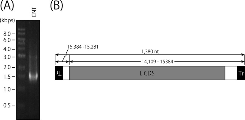 FIG 2