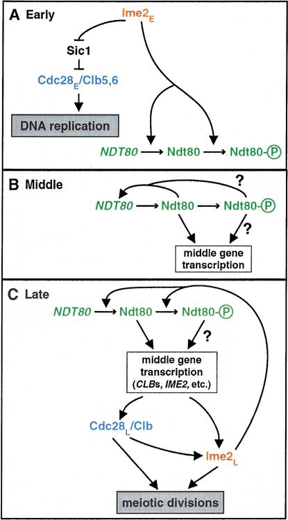 Figure 7.