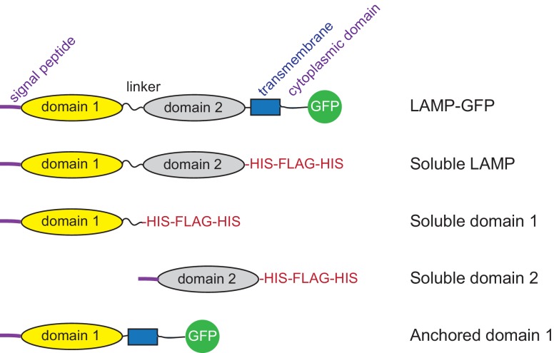 Figure 1—figure supplement 1.