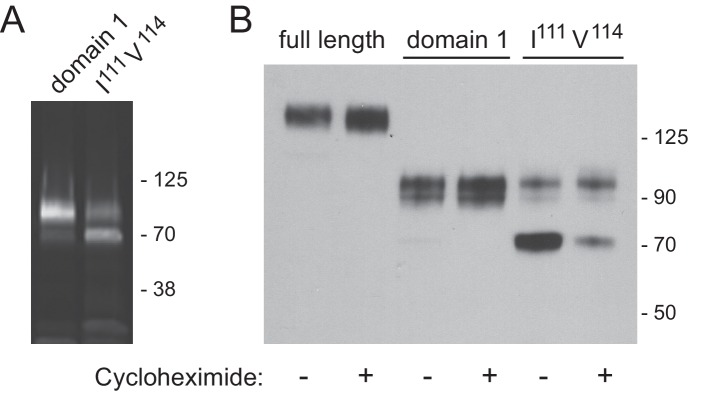 Figure 6—figure supplement 1.