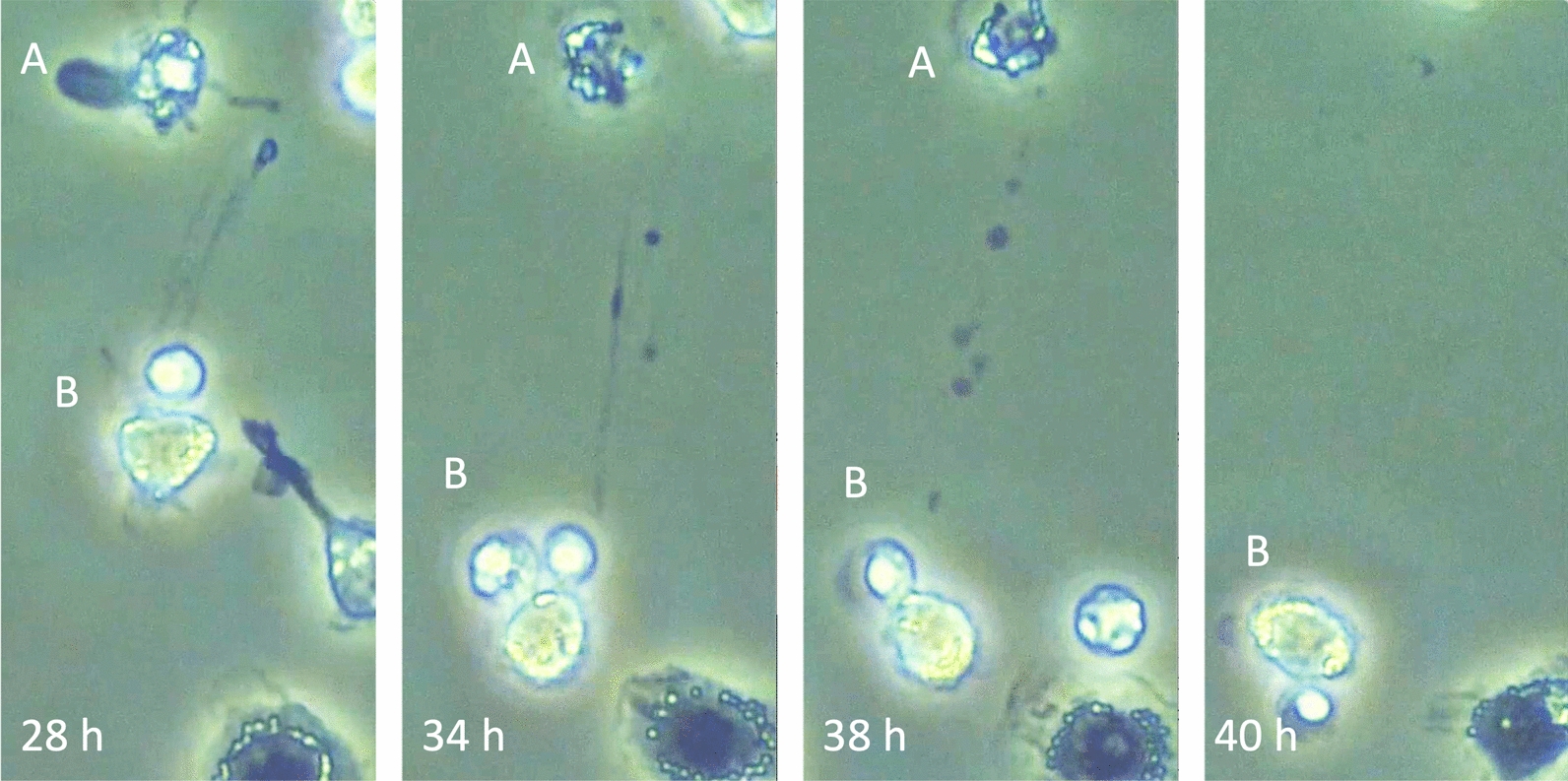 Fig. 6