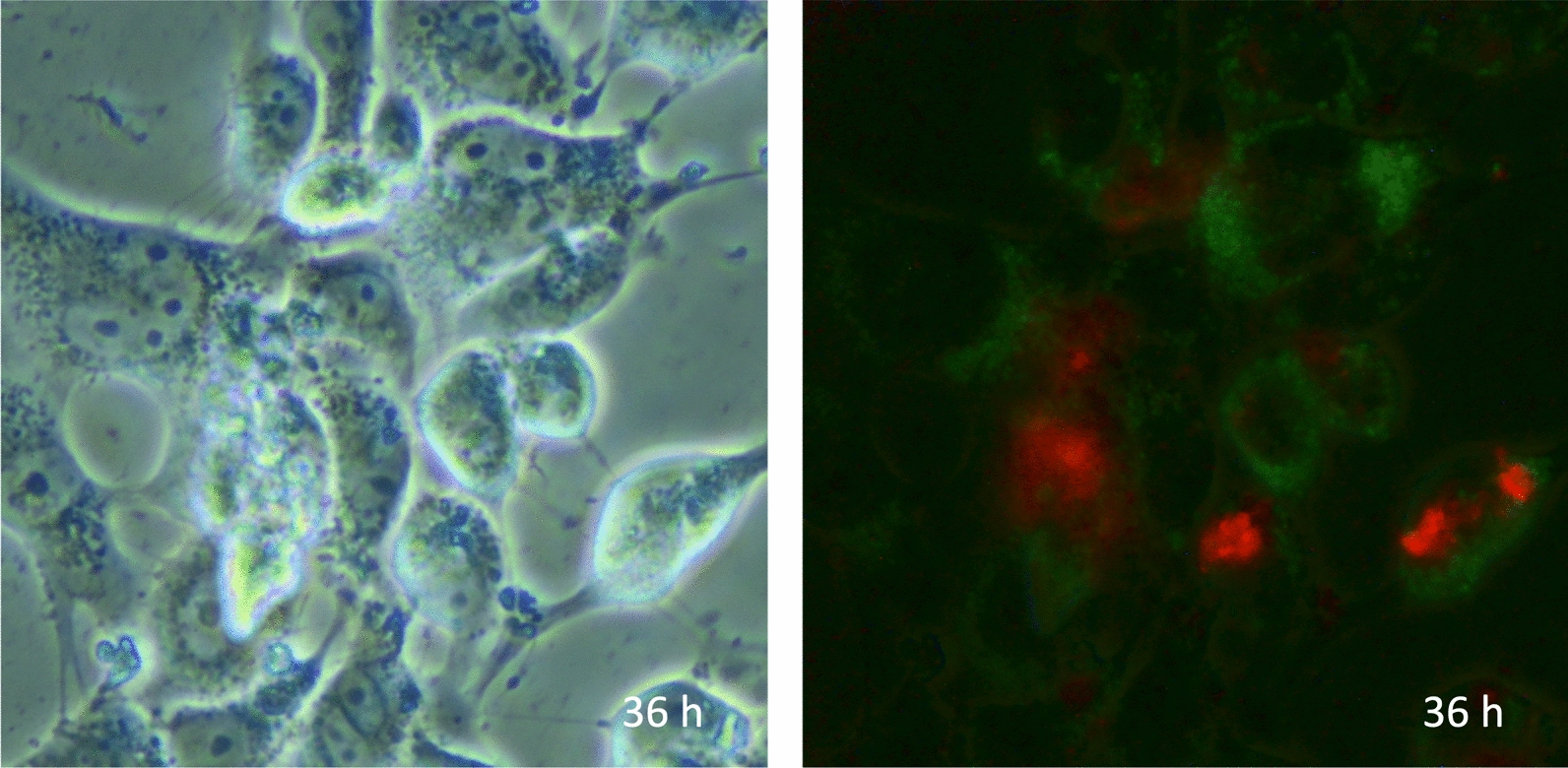 Fig. 4