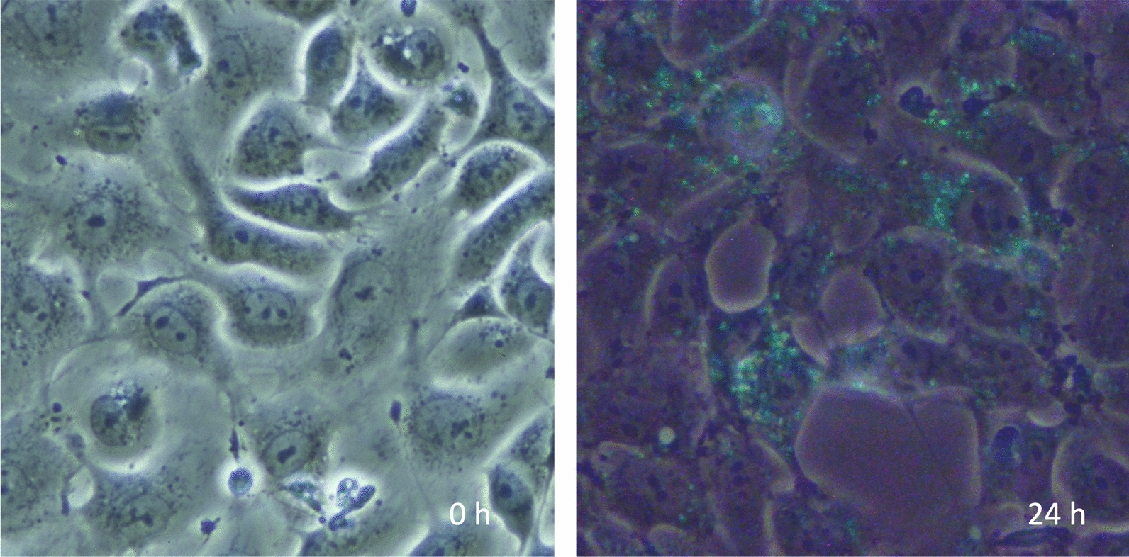 Fig. 3