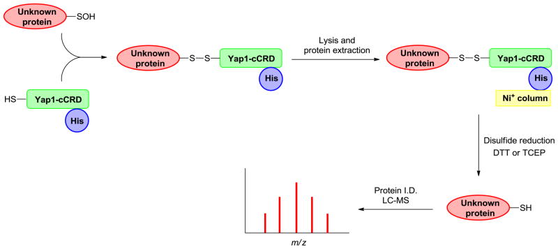 Fig. 10