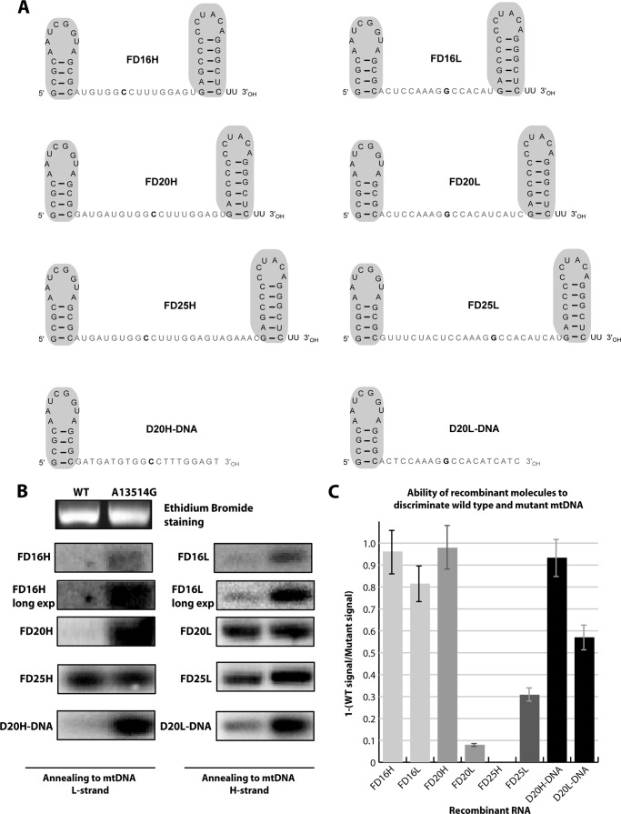 FIGURE 2.