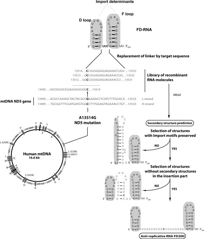 FIGURE 1.