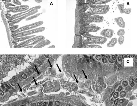 FIG. 2.