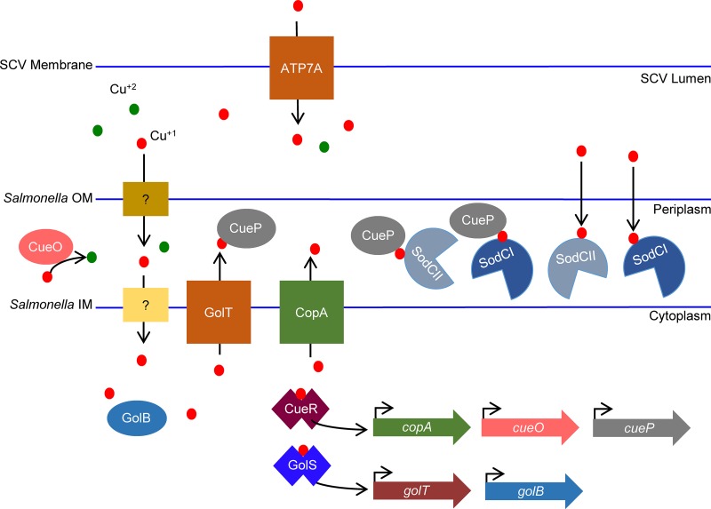 FIG 1