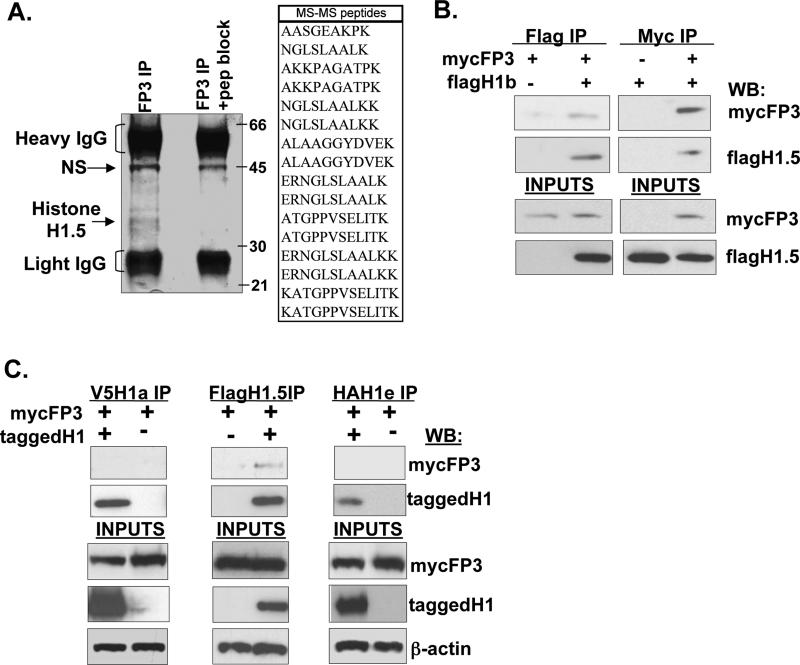 FIGURE 1