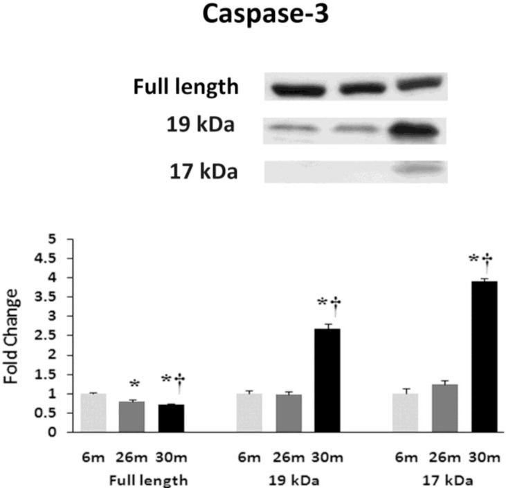 Fig. (5)