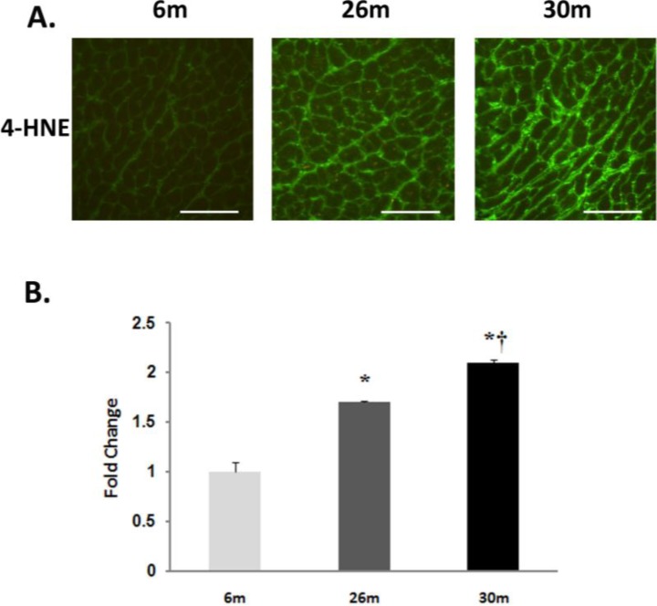 Fig. (3)