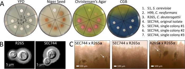 FIG 3