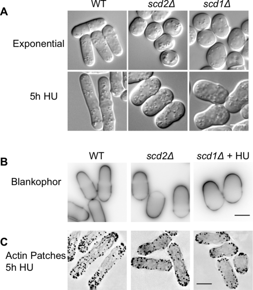 FIGURE 2: