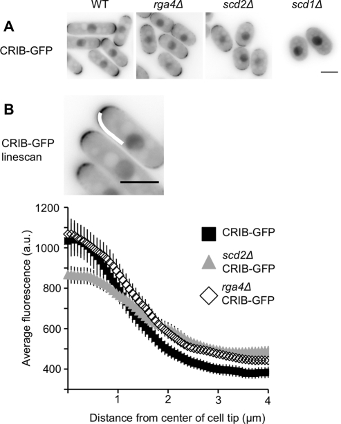 FIGURE 5: