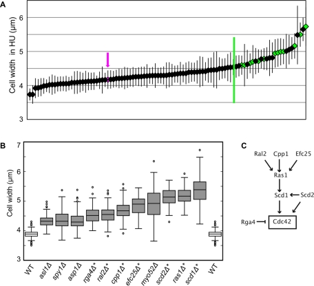 FIGURE 1: