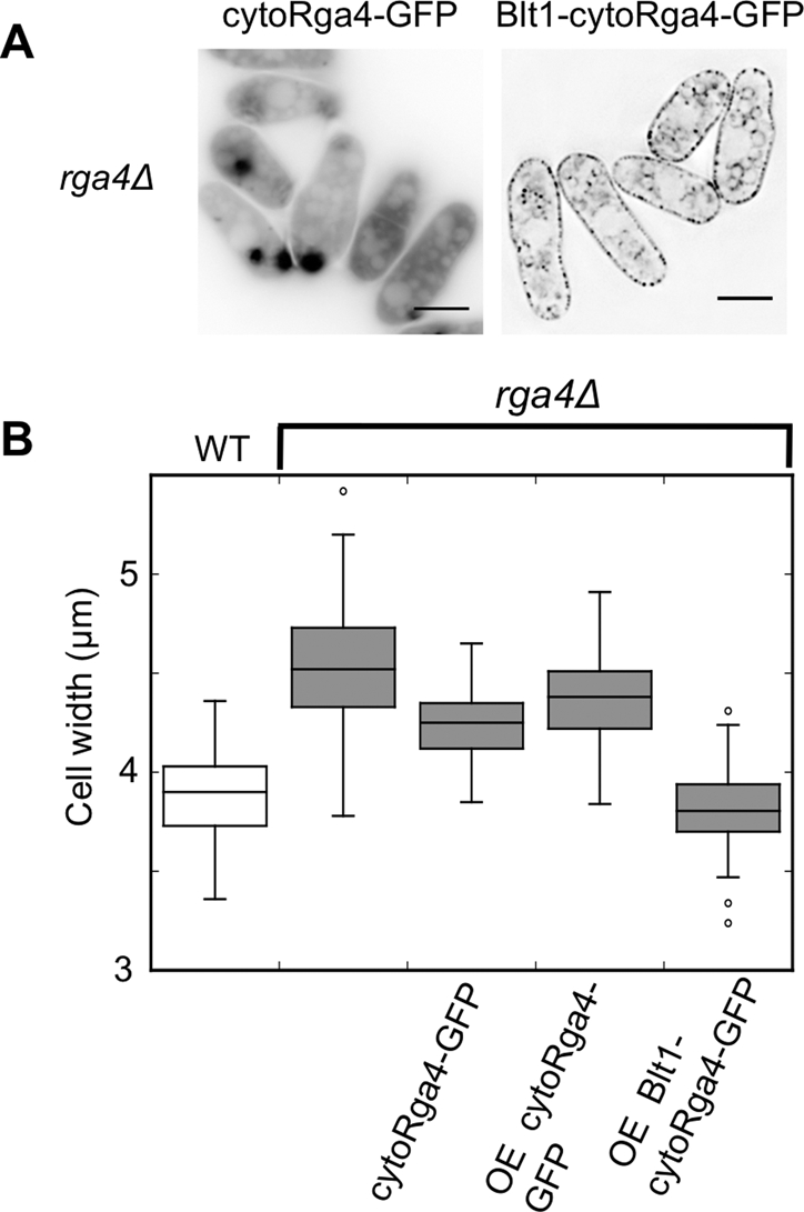 FIGURE 7: