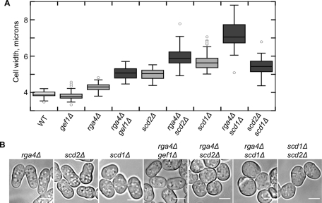 FIGURE 3: