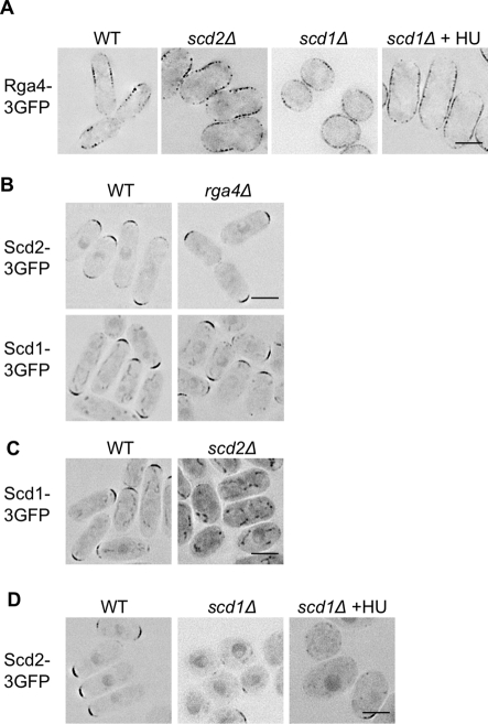 FIGURE 4: