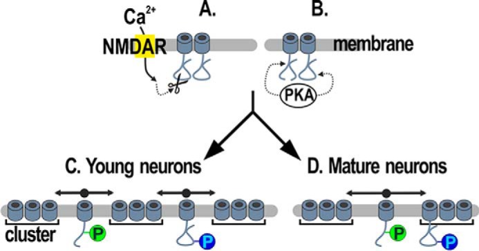 Figure 6.