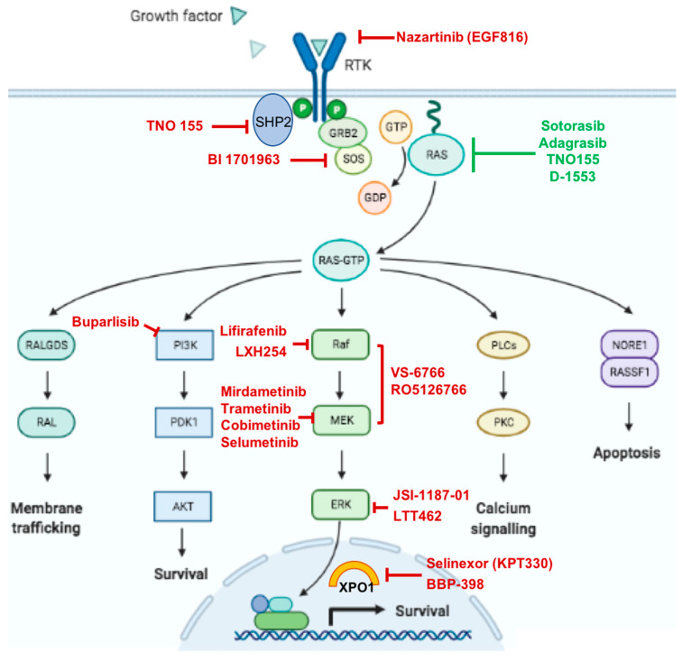 Targeting KRAS in Solid Tumors: Current Challenges and Future ...