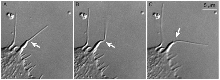 Fig. 8