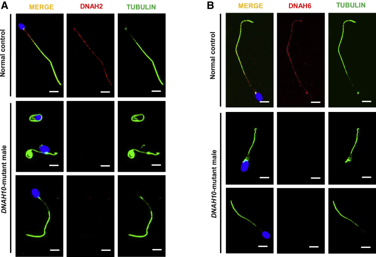 Figure 5