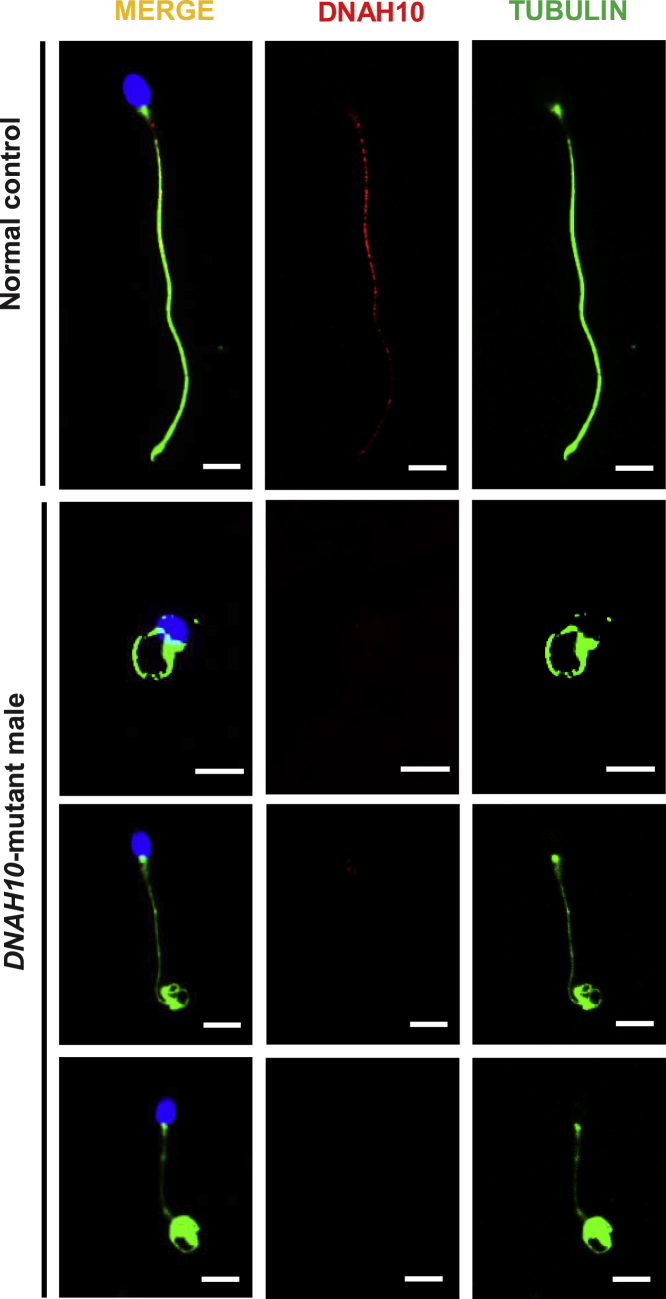 Figure 3