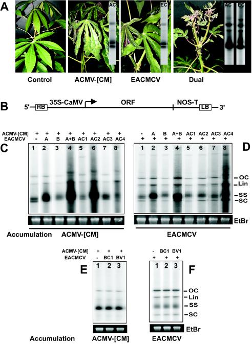 FIG.1.