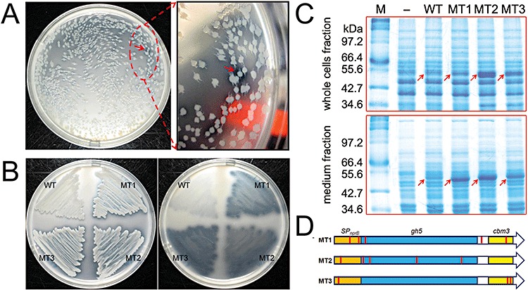 Figure 4