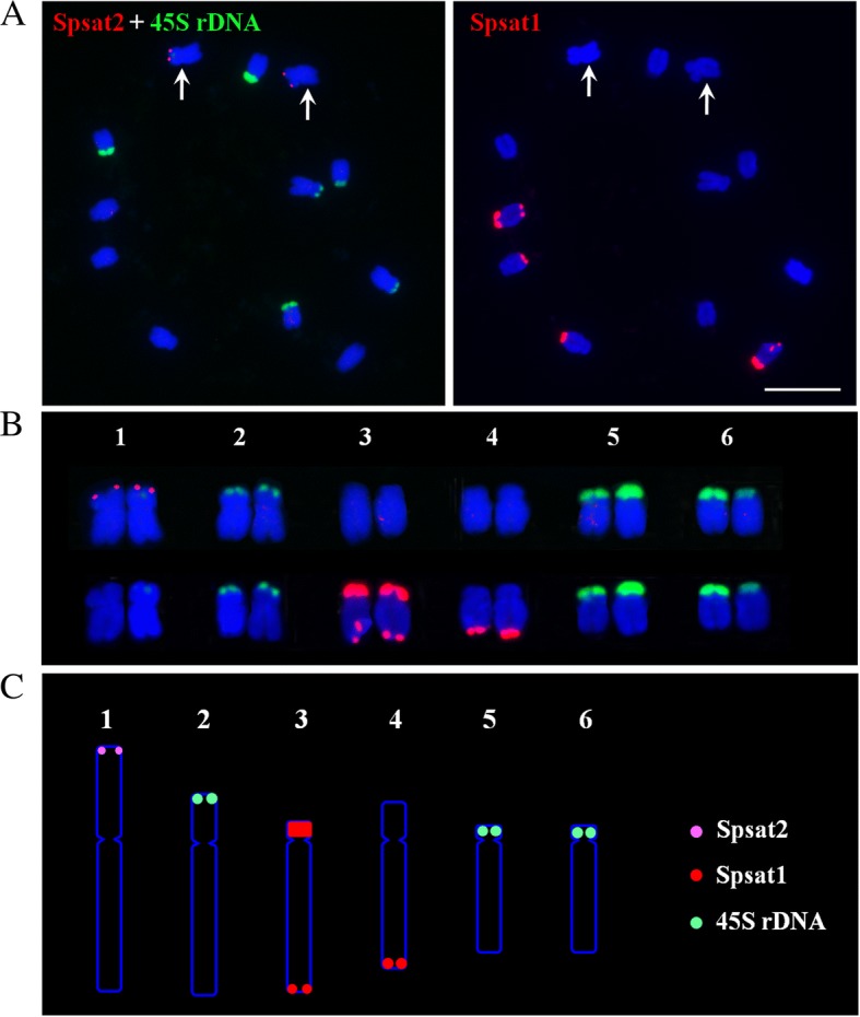 Fig. 7