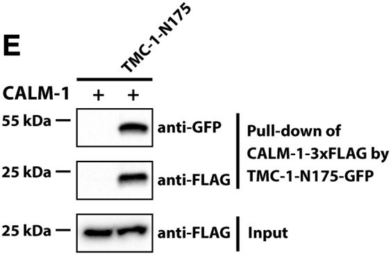 Figure 2E