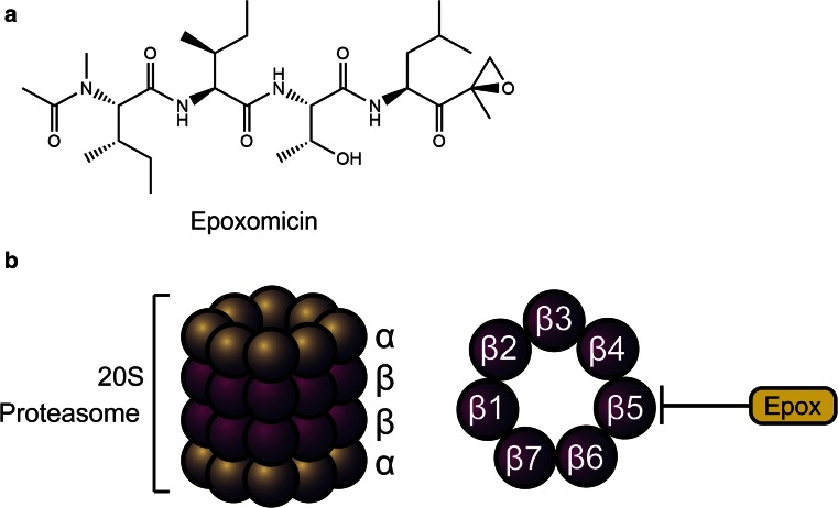 Fig. 6