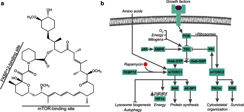 Fig. 3