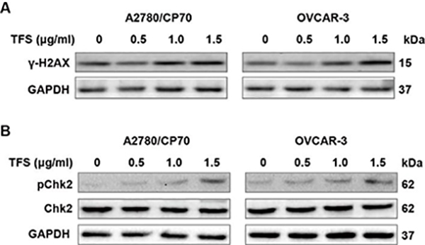 Fig. 8 -