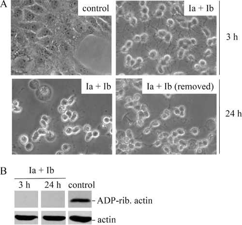 FIG. 1.