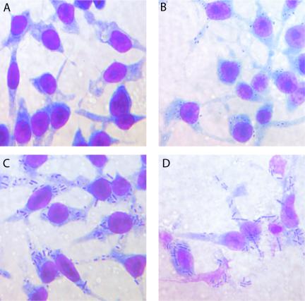 FIG. 1.