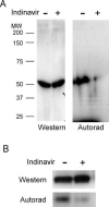 F<sc>IG</sc>. 6