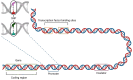 SNP in coding DNA vs. non-coding DNA for transcription