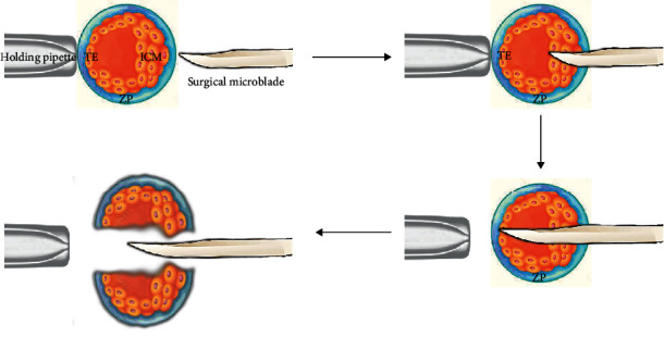 Figure 6