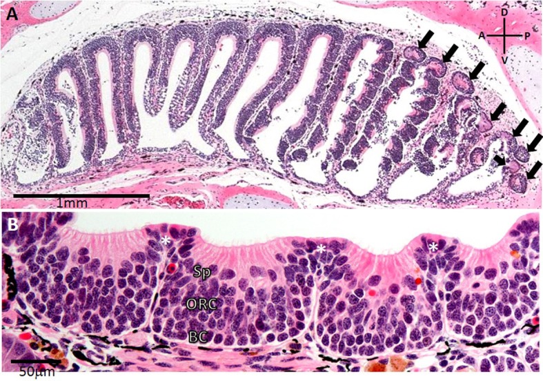 Fig. 7.