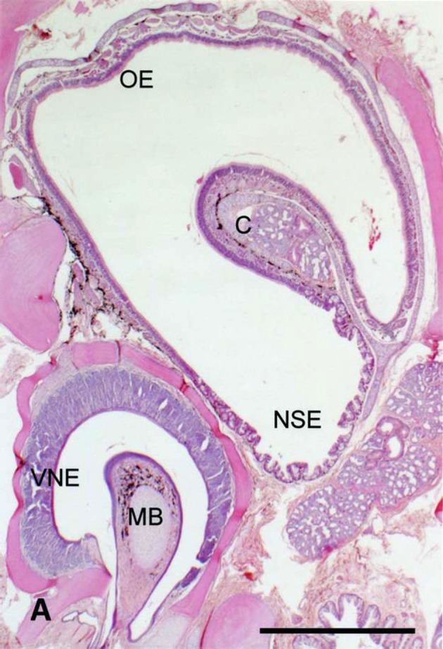 Fig. 5.