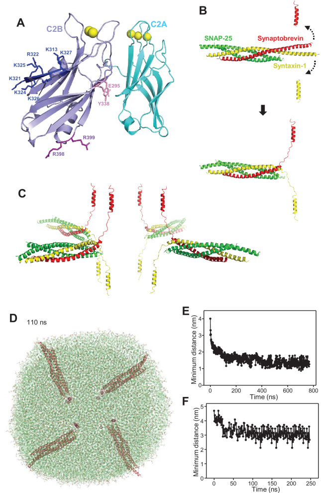 Figure 1—figure supplement 1.