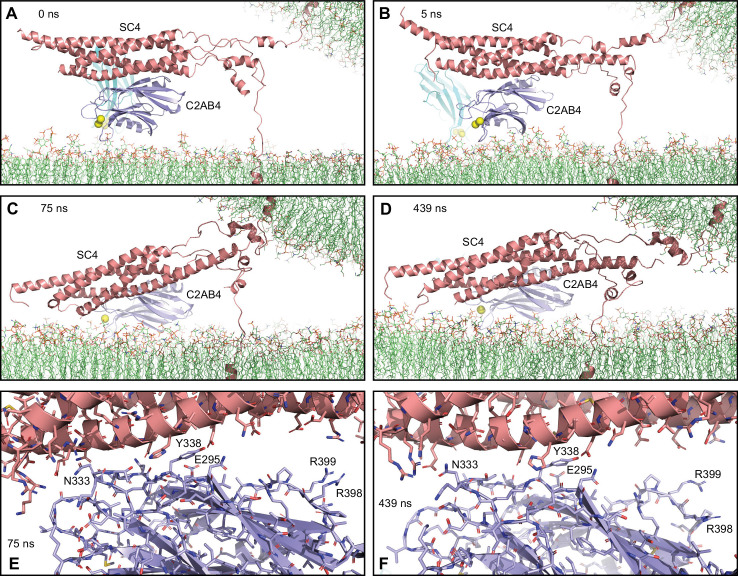 Figure 5—figure supplement 1.