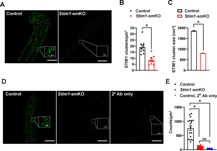 Figure 1—figure supplement 2.