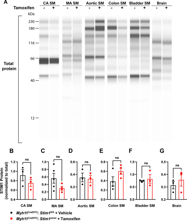 Figure 1—figure supplement 1.