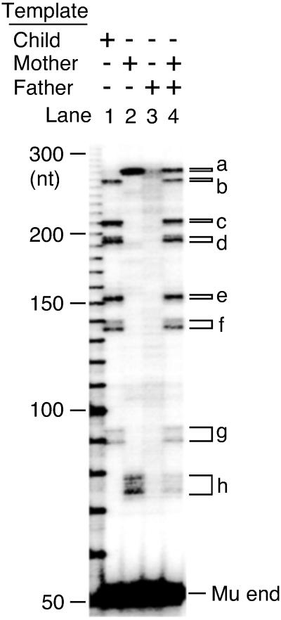 Fig 5.