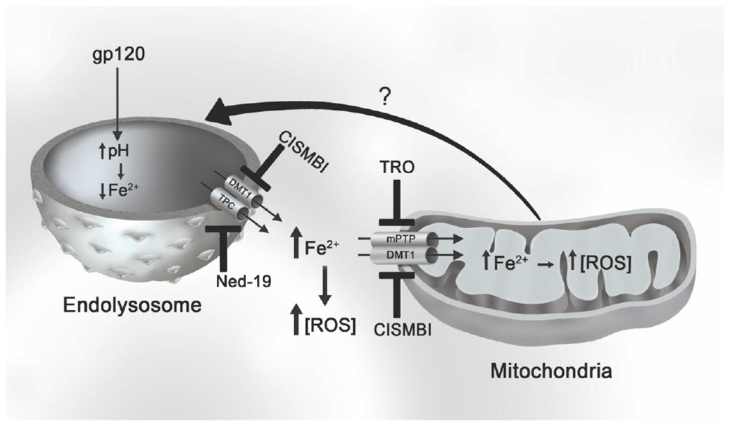 Fig. 5