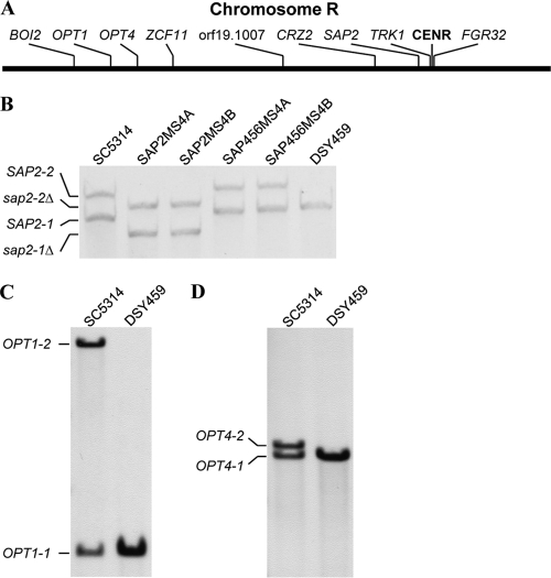 Fig. 2.