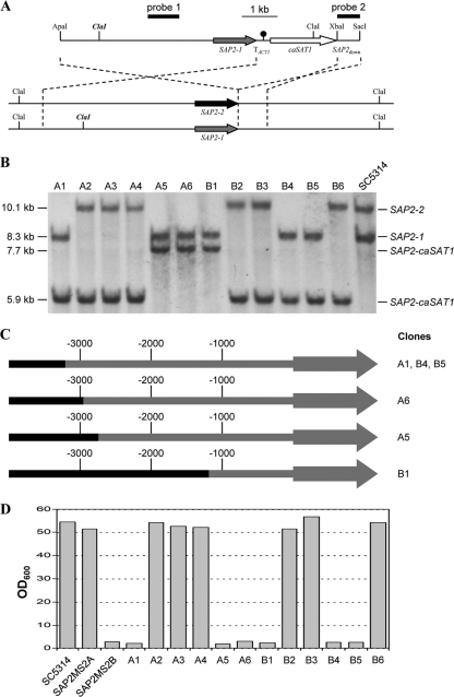 Fig. 5.