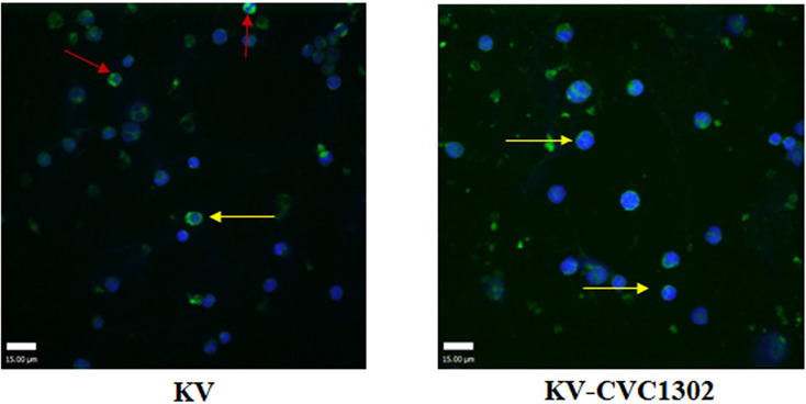 Figure 6